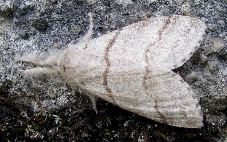 Papillons - La patte étendue - Calliteara pudibonda - Femelle