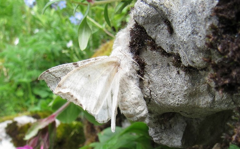 Papillons - La patte étendue - Calliteara pudibonda - Femelle