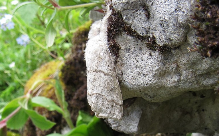 Papillons - La patte étendue - Calliteara pudibonda - Femelle