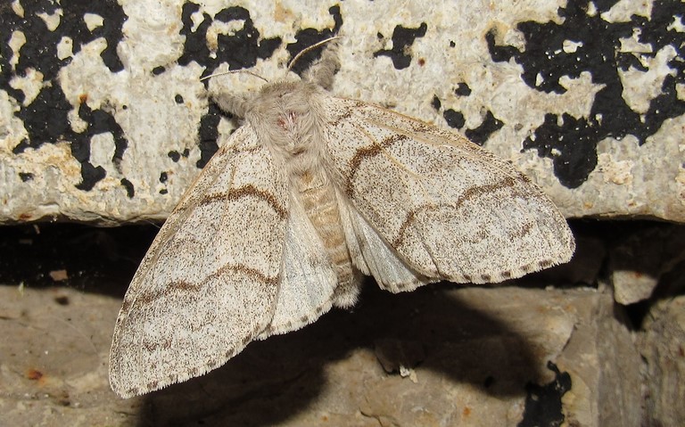 La patte étendue - Calliteara pudibonda - Femelle
