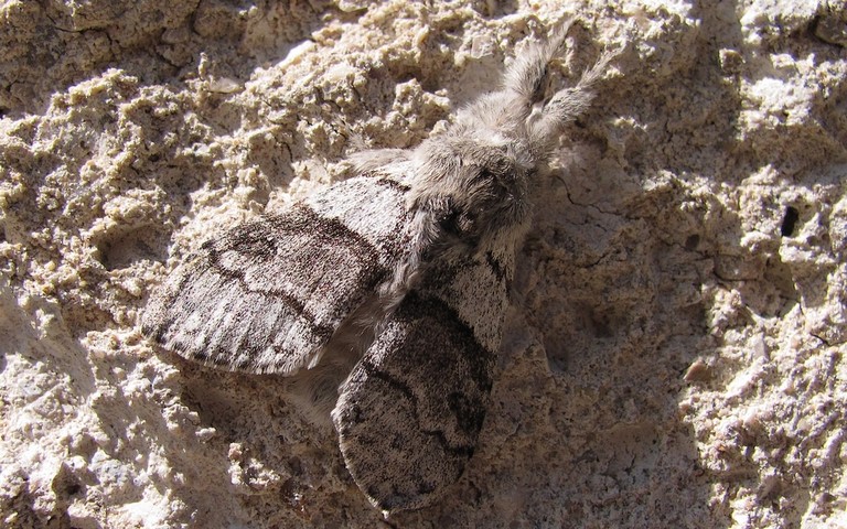 Papillons - La patte etendue - Calliteara pudibonda - Male