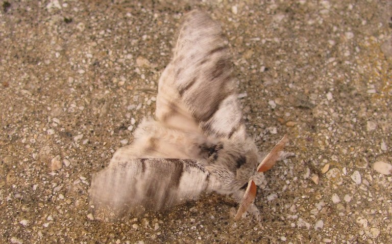 Papillons - La patte étendue - Calliteara pudibonda - Mâle