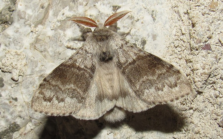 Papillons - La patte étendue - Calliteara pudibonda - Mâle