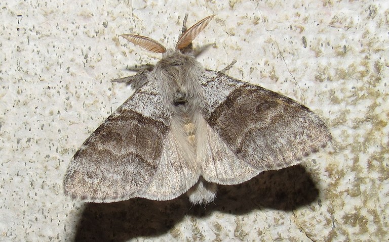 Papillons - La patte étendue - Callitaera pudibonda - Mâle
