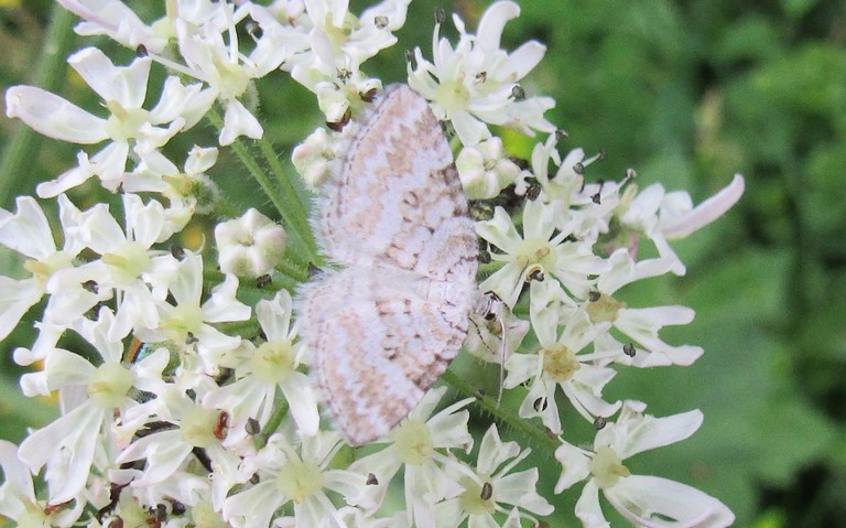 Papillons - Périzome du rhinanthe - Perizoma albulata