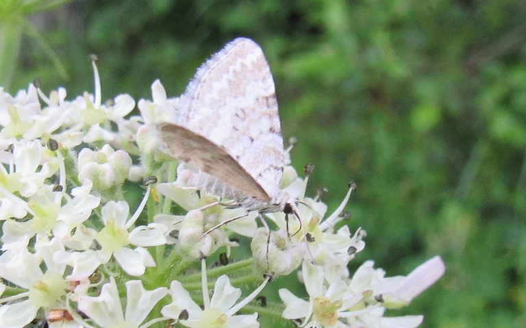 Papillons - Perizome du rhinanthe - Perizoma albulata