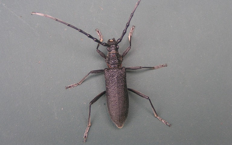 05 mai 2025 Petit capricorne - Cerambyx scopolii