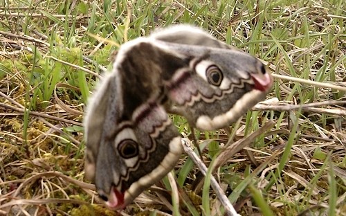 Papillons - Petit paon de nuit - Saturnia paviona - Femelle