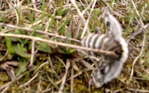 08 mai 2013 - Photo Bug's et Flo Papillons - Le petit paon de nuit - Saturnia pavonia - Femelle