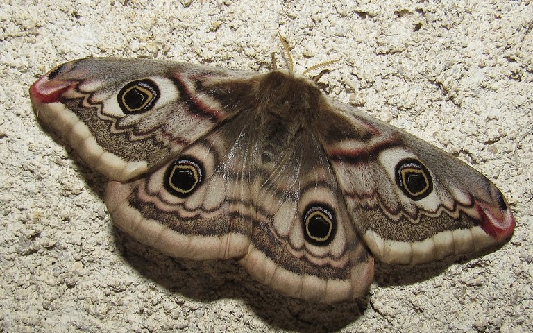 12 avril 2024 Papillons - Le petit paon de nuit - Saturnia pavonia - Femelle