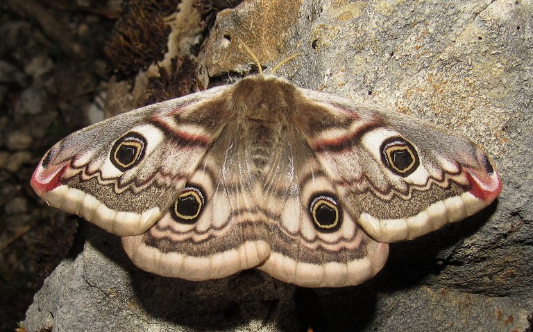 12 avril 2024 Papillons - Le petit paon de nuit - Saturnia pavonia - Femelle