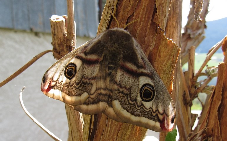 13 avril 2024 Papillons - Le petit paon de nuit - Saturnia pavonia - Femelle