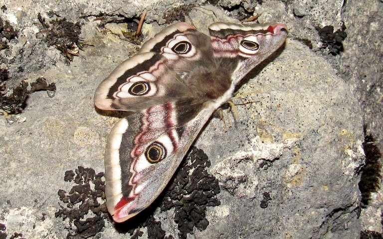 18 avril 2020 Papillons - Le petit paon de nuit - Saturnia pavonia - Femelle
