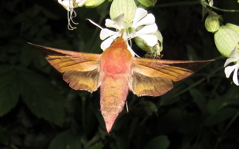 28 juin 2023 Papillons - Petit sphinx de la vigne - Deilephila porcellus