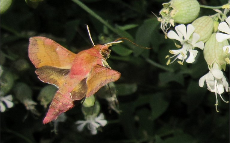 28 juin 2023 Papillons - Petit sphinx de la vigne - Deilephila porcellus