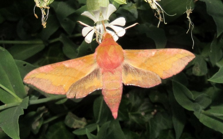 28 juin 2023 Papillons - Petit sphinx de la vigne - Deilephila porcellus
