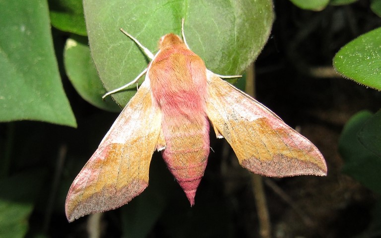 30 mai 2020 Papillons - Petit sphinx de la vigne - Deilephila porcellus