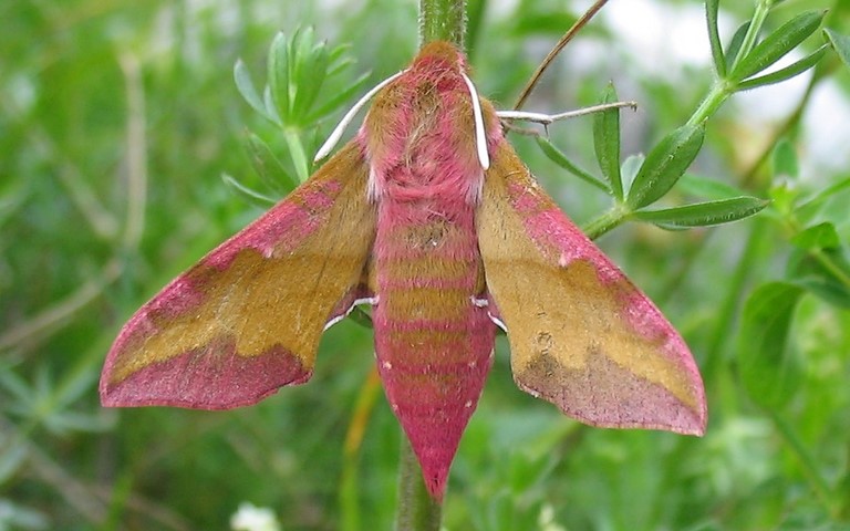 27 juin 2010 Papillons - Petit sphinx de la vigne - Deilephila porcellus