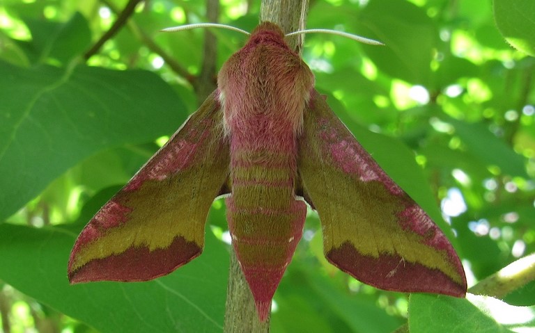 Papillons - Petit sphinx de la vigne - Deilephila porcellus