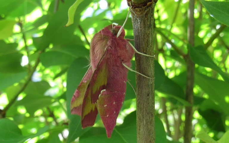Papillons - Petit sphinx de la vigne - Deilephila porcellus