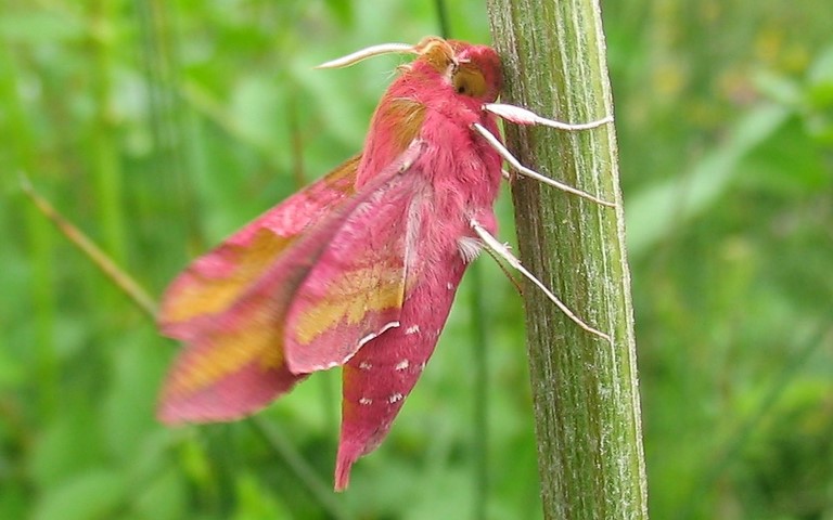 17 juin 2007 Papillons - Petit sphinx de la vigne - Deilephila porcellus