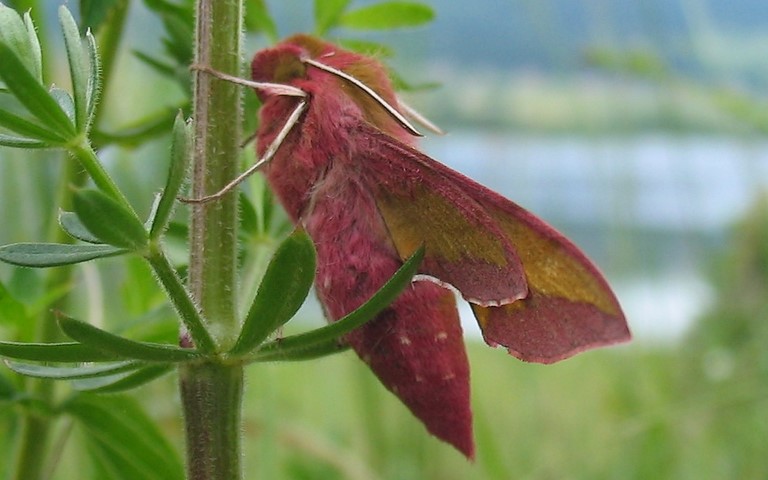 27 juin 2010 Papillons - Petit sphinx de la vigne - Deilephila porcellus