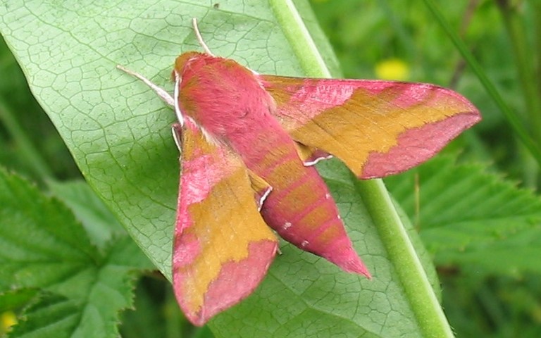 17 juin 2007 Papillons - Petit sphinx de la vigne - Deilephila porcellus