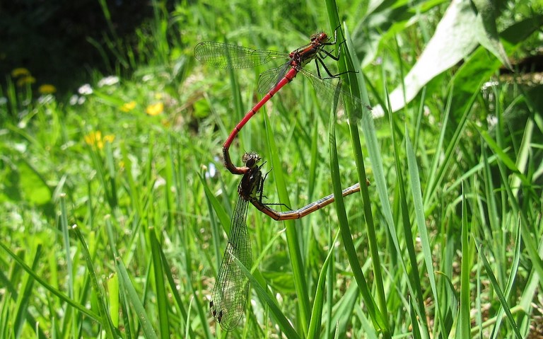 12 juin 2011 Libellules - Petite nymphe à corps de feu - Pyrrhosoma nymphula