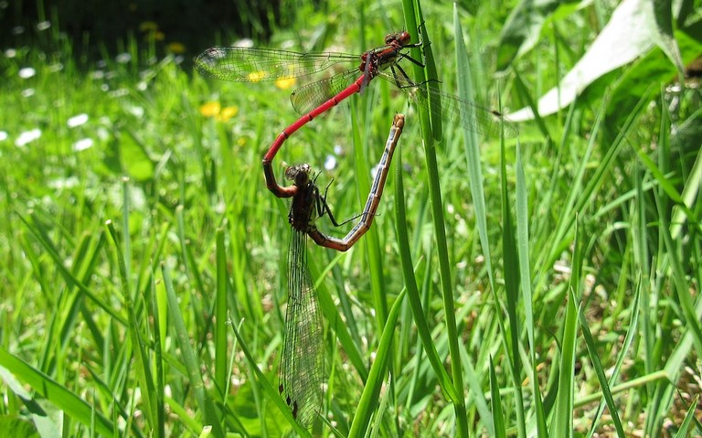 12 juin 2011 Libellules - Petite nymphe à corps de feu - Pyrrhosoma nymphula