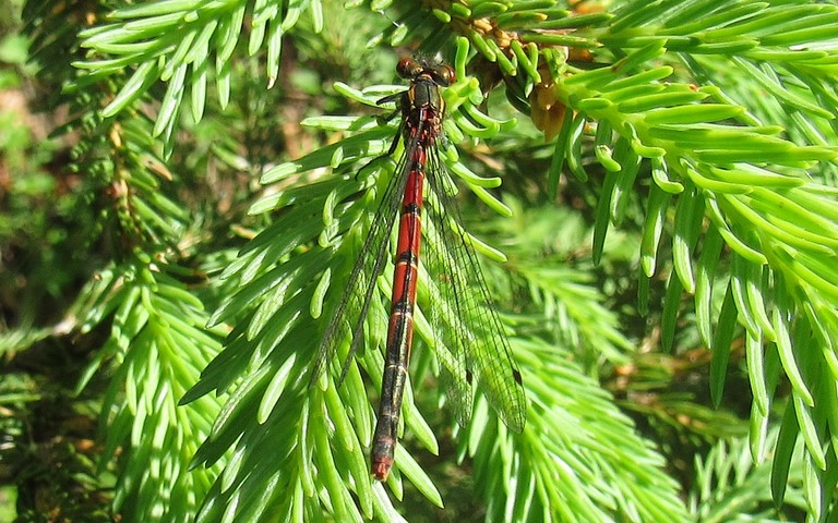 18 juin 2019 Libellules - Petite nymphe à corps de feu - Pyrrhosoma nymphula - femelle