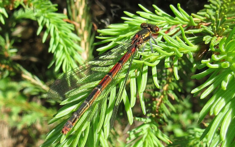 18 juin 2019 Libellules - Petite nymphe à corps de feu - Pyrrhosoma nymphula - femelle