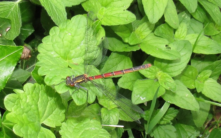 19 juin 2023 Libellules - Petite nymphe à corps de feu - Pyrrhosoma nymphula - femelle