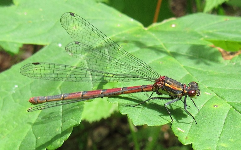 18 juin 2019 Libellules - Petite nymphe à corps de feu - Pyrrhosoma nymphula - femelle
