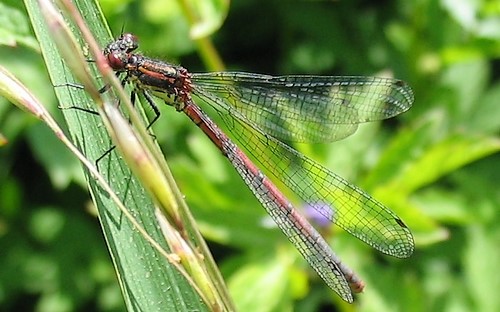 29 juin 2008 Libellules - Petite nymphe à corps de feu - Pyrrhosoma nymphula - femelle