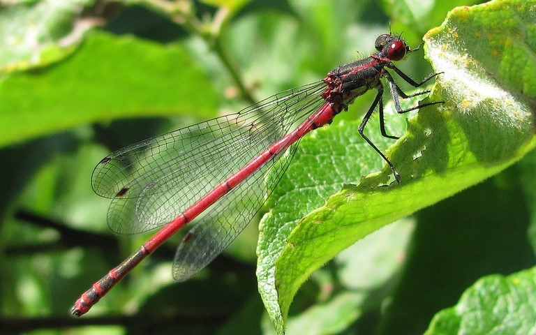 03 juillet 2011 Libellules - Petite nymphe à corps de feu - Pyrrhosoma nymphula - mâle