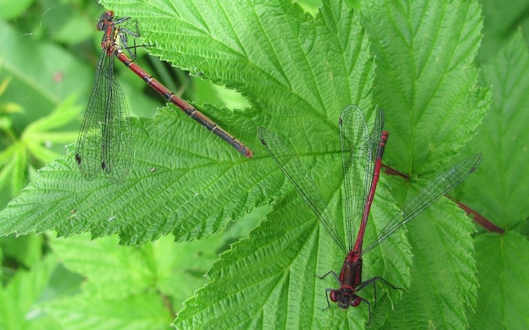Mâle en bas - 12 juin 2011 Libellules - Petite nymphe à corps de feu - Pyrrhosoma nymphula