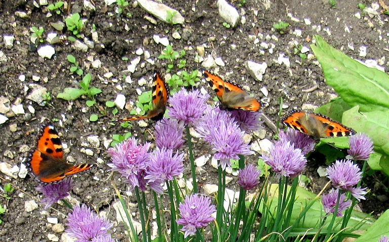 Papillons - Petite tortue - Aglais Urticae