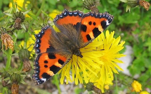 Papillons - Petite tortue - Aglais Urticae
