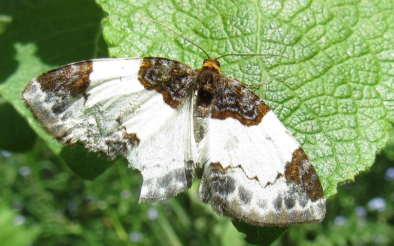 Papillons - Phalène de la ronce - Mesoleuca aibicella