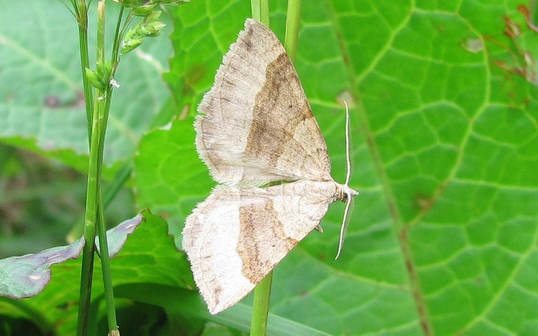 12 juin 2011 La phalene de l'anserine - Scotopteryx chenopodiata - Male