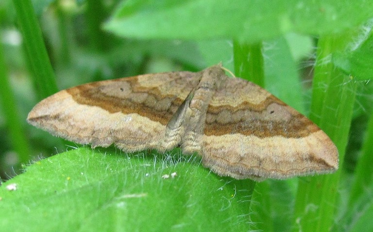 19 juillet 2016 La phalène de l'anserine - Scotopteryx chenopodiata - Femelle