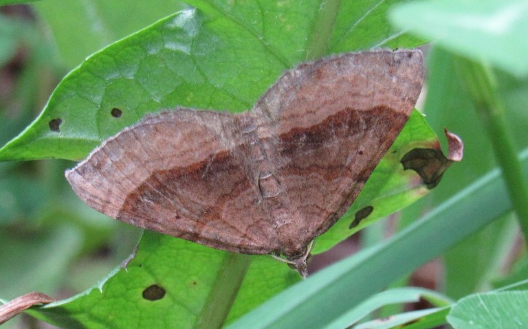 25 juin 2017 La phalène de l'anserine - Scotopteryx chenopodiata - Mâle