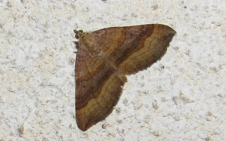 25 juin 2022 La phalène de l'anserine - Scotopteryx chenopodiata - Mâle