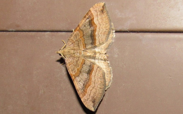 26 juillet 2020 La phalène de l'anserine - Scotopteryx chenopodiata - Mâle