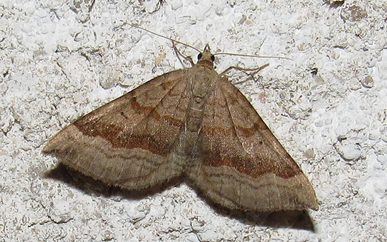 28 août 2019 La phalène de l'anserine - Scotopteryx chenopodiata - Femelle