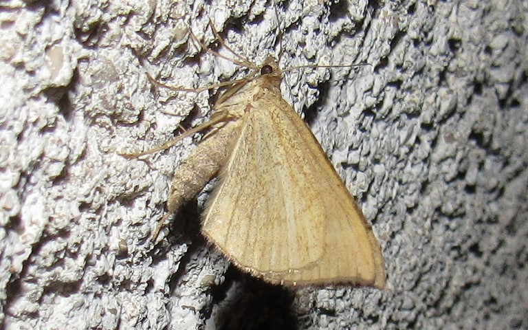 28 août 2019 La phalène de l'anserine - Scotopteryx chenopodiata - Femelle