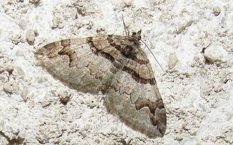 Papillons - La phalène de l'épine-vinette - Pareulype berberata