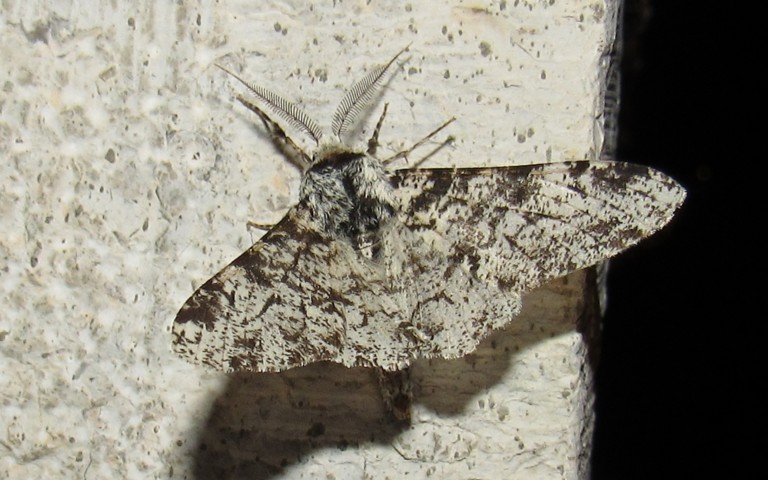 23 juillet 2025 Papillons - La phalène du bouleau - Biston betularia - Mâle