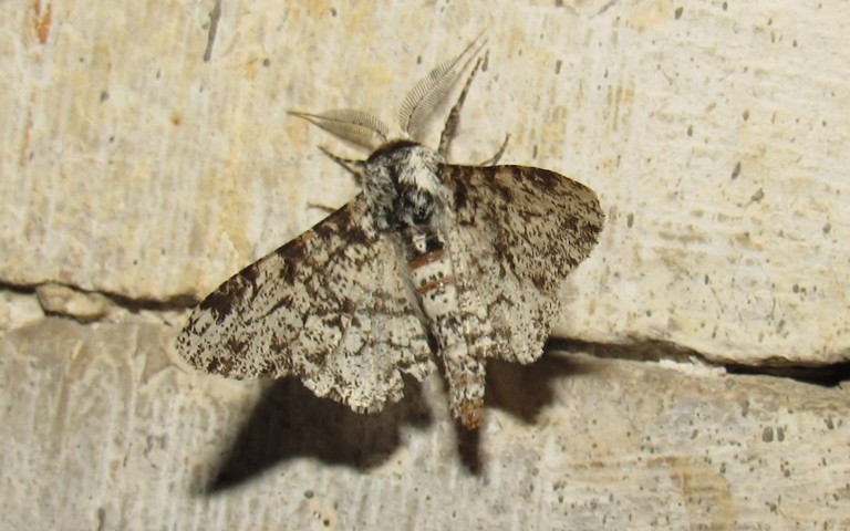 23 juillet 2025 Papillons - La phalène du bouleau - Biston betularia - Mâle