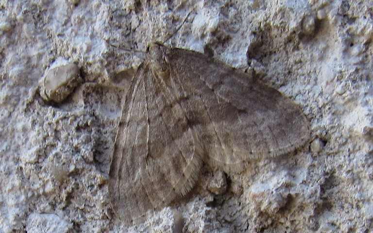 Papillons - La phalène du hêtre  - Operophtera fagata - Mâle